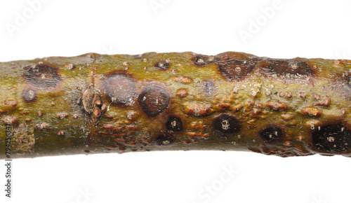 A branch of a linden (Tilia) tree with symptoms of disease - Canker, cancer. Golden Chain (Laburnum) Fusarium Canker. Caused by a complex of fungi from the genera Fusarium, Phoma and Phomopsis.