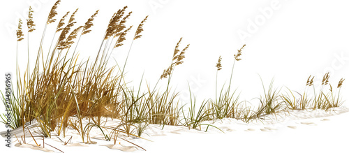 Wave-like design of sea oats and beach grass along a coastal restoration project, aiming to prevent erosion, isolated on transparent background photo
