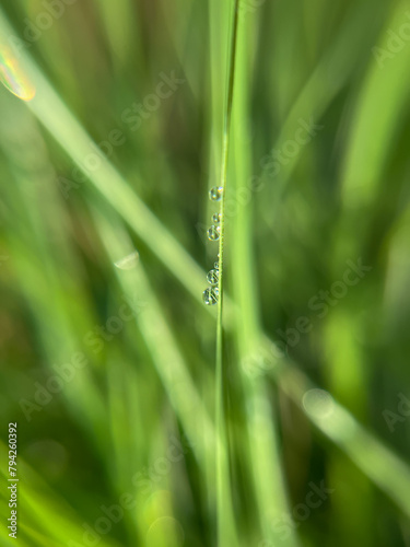 Dew drops on green grass in macro photo. Selective focus.