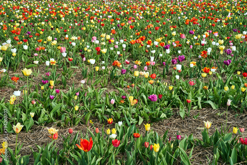 rows of colorful blooming tulip flowers in the spring garden