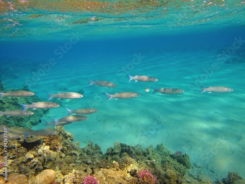 Colorful tropical reef  swimming fish  Grey mullets  Mugilidae  and blue ocean. Snorkeling with marine wildlife  underwater photography. Seascape and aquatic life. Corals  fish  shallow sandy seabed.