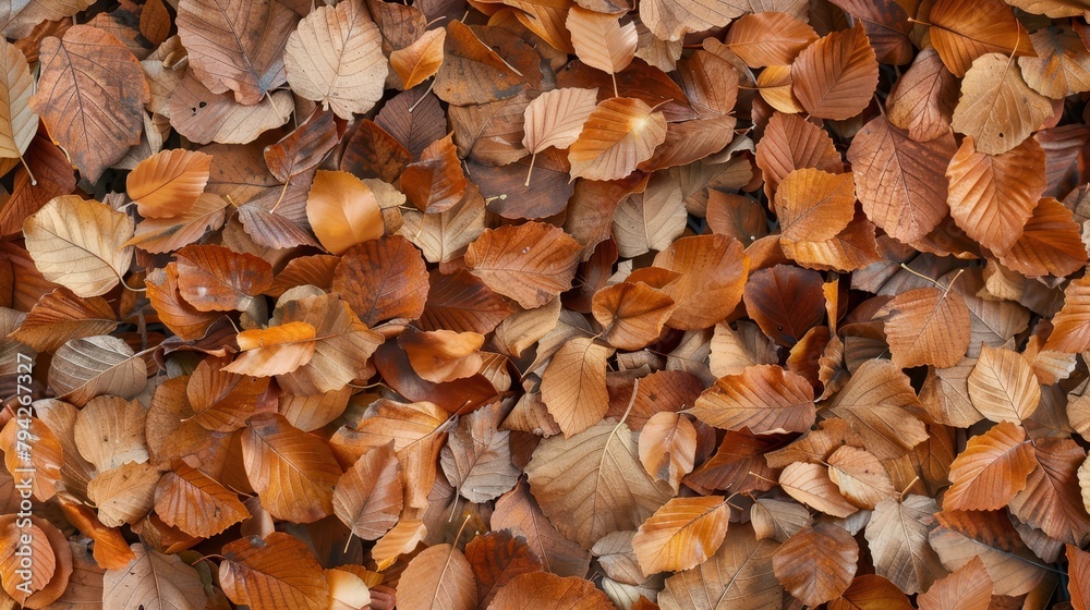 A cluster of leaves scattered on the ground, with the ground occupied by leaves centrally in the image A cluster of leaves scattered on the ground, with the ground occupied by leaves centrally in the image