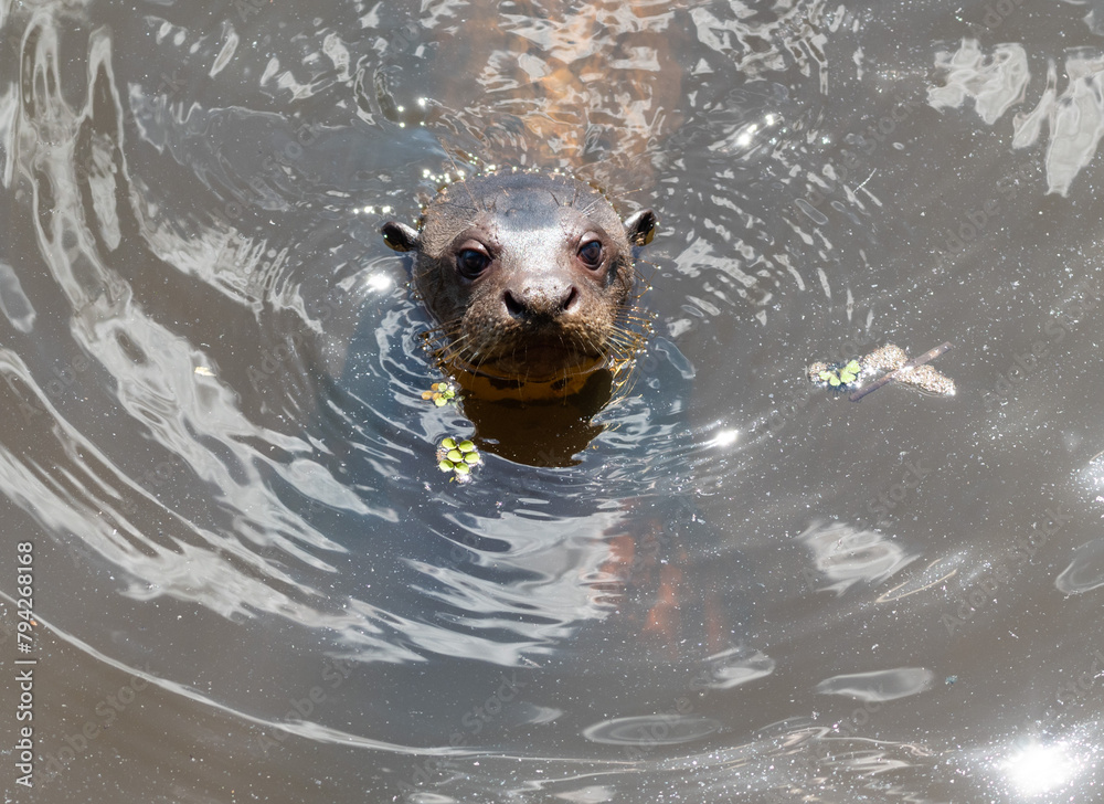 Obraz premium Close up of giant otter's face, swimming through the water on a sunny day