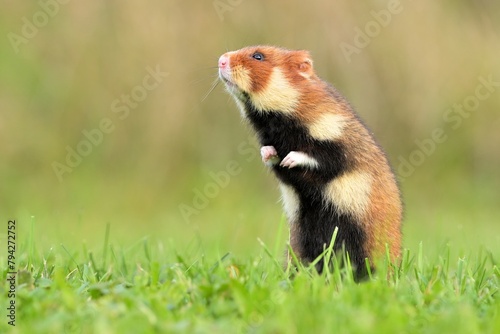 European hamster Cricetus cricetus rodent eurasian black-bellied common grassland in fields of landscape cereal wheat region, beautiful eyes and fur, eats flower grass Europe