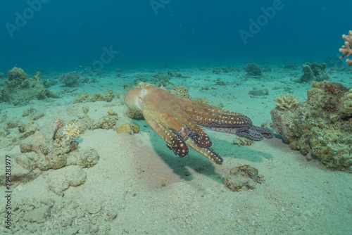 Octopus king of camouflage in the Red Sea  Eilat Israel  