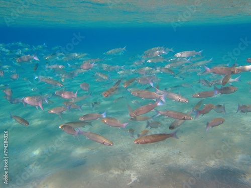 Tropical blue sea and school of swimming fish (Mullets). Underwater photography from snorkeling in the shallow water. Marine life in the ocean. Seascape with fish and sandy bottom.