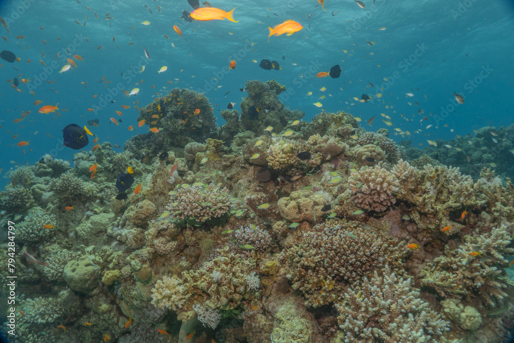 Coral reef and water plants in the Red Sea, Eilat Israel
