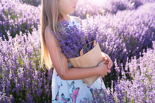 harvesting lavender on the field in a paper bag on a festival in Hungary with sunshine