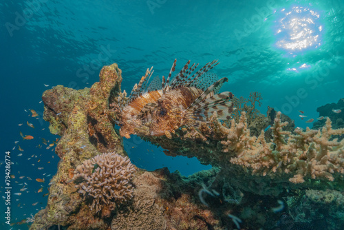 Lionfish in the Red Sea colorful fish, Eilat Israel
