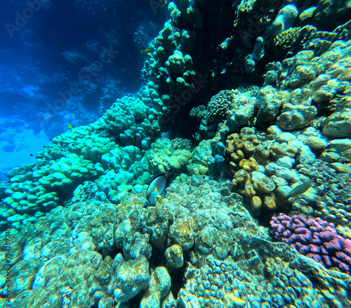 Fototapeta Naklejka Na Ścianę i Meble -  Underwater view of coral reef with fishes and corals in tropical sea