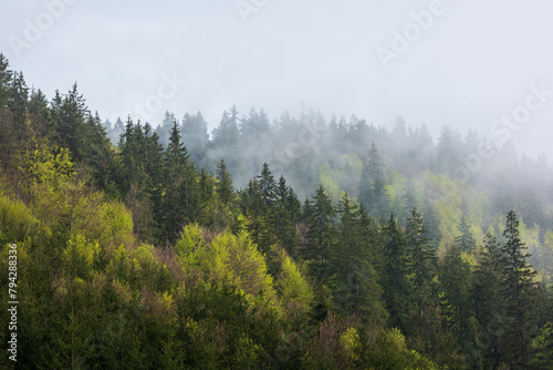 Young mixed forest in fog.