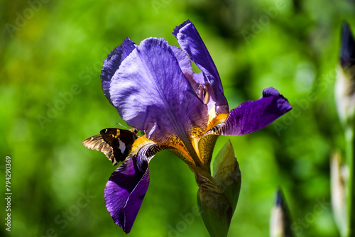 Silver Spotted Skipper Butterfly on Purple Bearded Iris Flower Spring Garden  photo