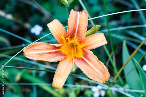 Orange Daylily Flower Summer Garden