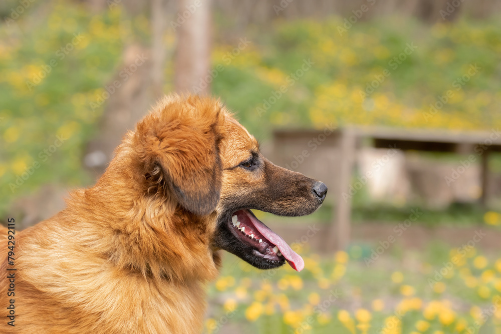 Spring Dog Portrait.Cute dog on lawn with dandelions.