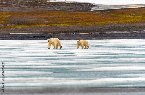 Polar Bear Cub Following Mama on the Ice