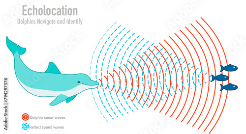 Dolphin echolocation. Bio sonar. Fish, krill navigate in under water. Reflected sound waves. Echo. Audio source from the speaker hitting an obstacle, returning. Navigation. Illustration Vector photo
