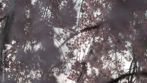 枝垂れ桜の間から外を見上げる photo