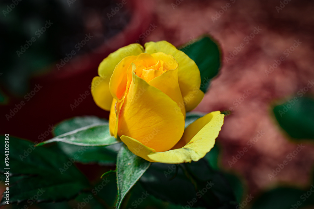 Yellow Closed Rose Flower Spring Garden Yellow Closed Rose Flower Spring Garden