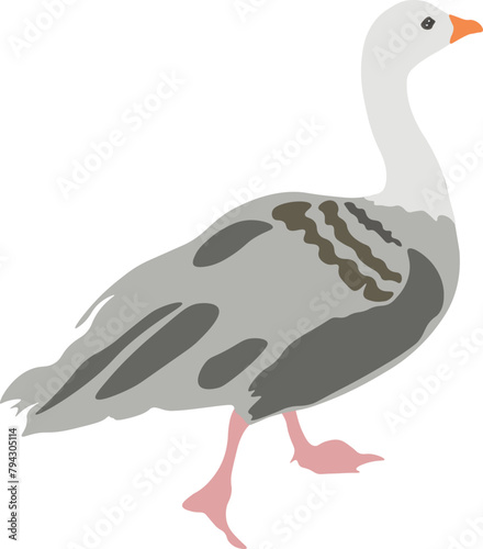 Grey goose. Domestic and wild birds. vector design eps 10