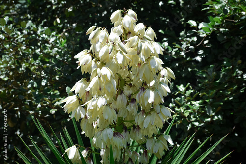White Adam's Needle Yucca Flowers Summer Garden