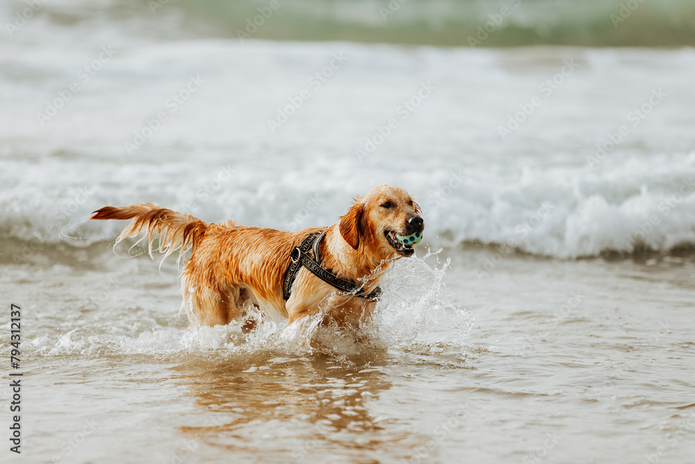 Golden retriever dog on sunny sandy beach in sea water with a ball Golden retriever dog on sunny sandy beach in sea water with a ball