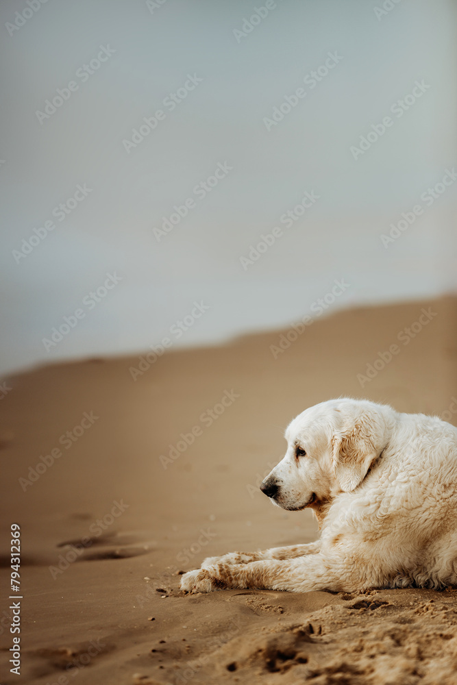 Old sad golden retriever dog lying on sandy beach Old sad golden retriever dog lying on sandy beach