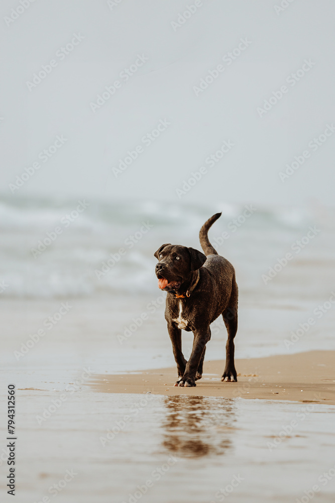Black cane corso dog walking on sandy sunny beach Black cane corso dog walking on sandy sunny beach