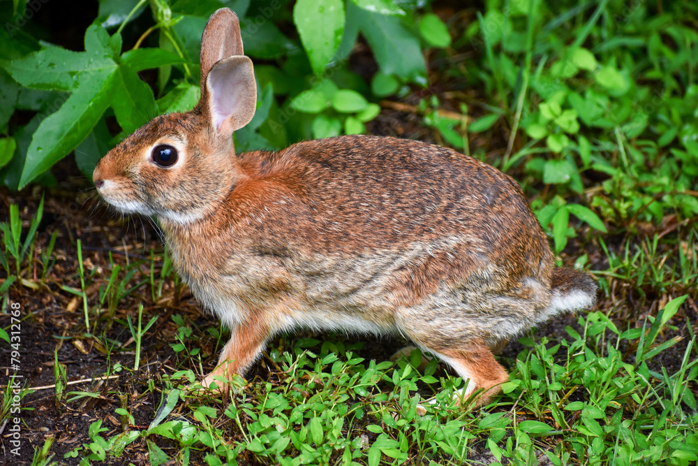 Fototapeta premium Eastern Cottontail Rabbit in Grass on Forest Edge