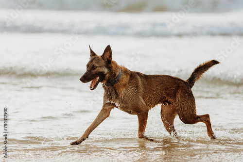 Brown shepherd dog running on a sunny sandy beach in sea water