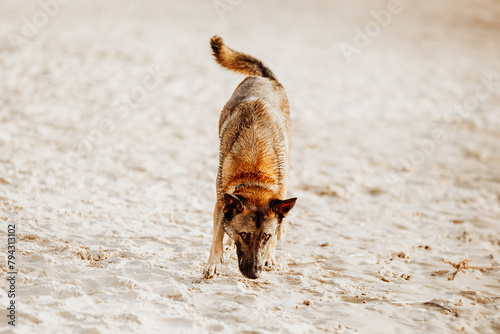 Brown shepherd dog on sunny sandy beach