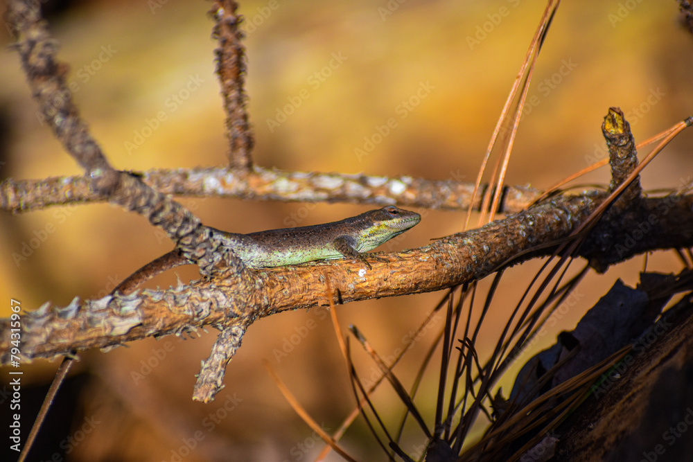 Fototapeta premium Green Anole Lizard On Pine Tree Branch Camouflaged Brown