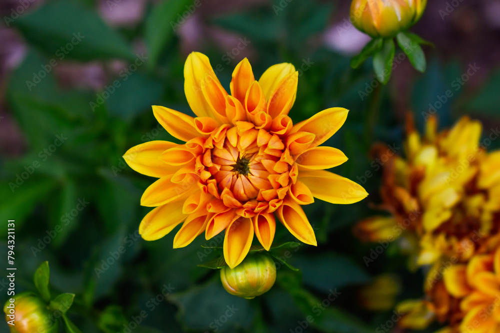 Yellow Dahlia Flower Spring Garden Yellow Dahlia Flower Spring Garden