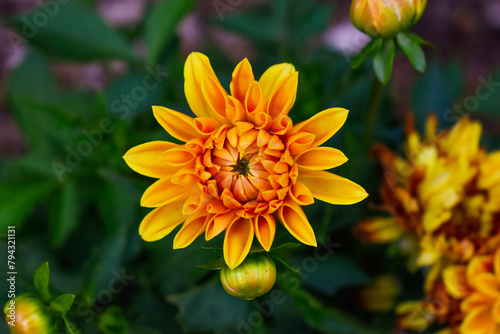 Yellow Dahlia Flower Spring Garden 