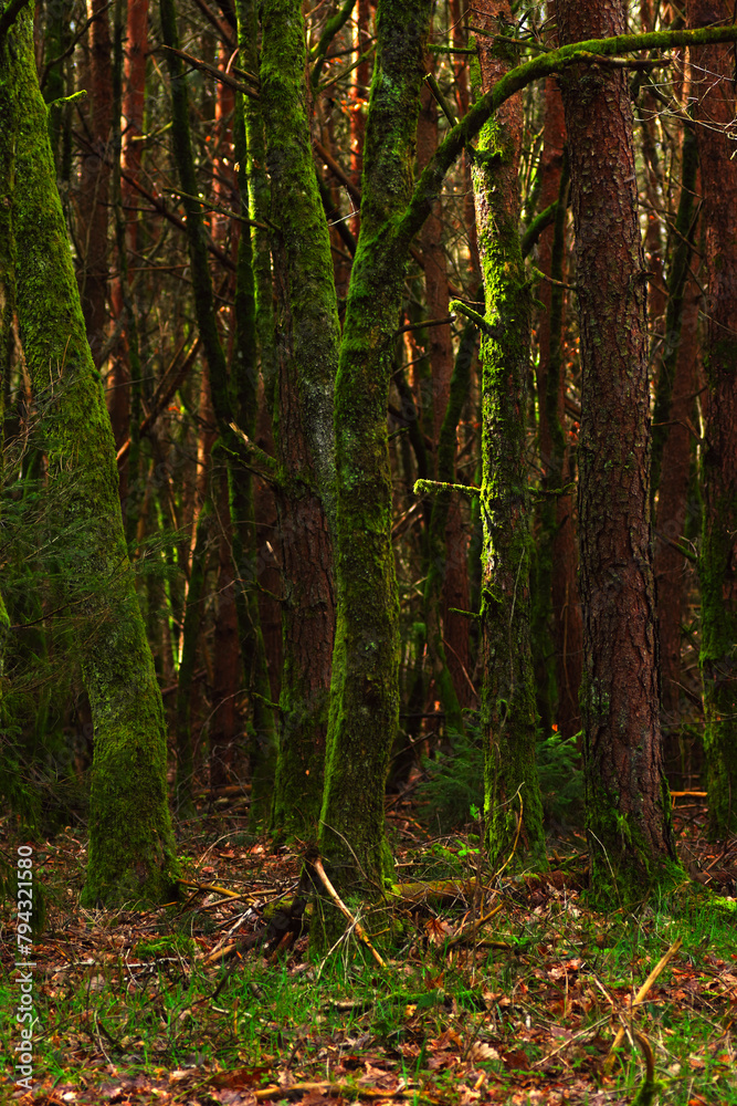 forest in autumn