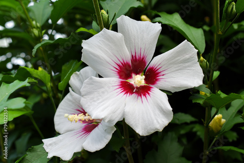 Fotografía White Red Rose of Sharon Hibiscus Bush Flowers Summer Garden