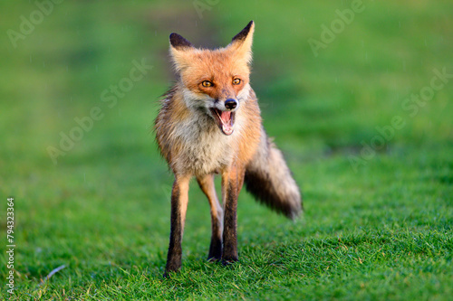 Portrait red fox Vulpes vulpes on a beautiful green background. Close up