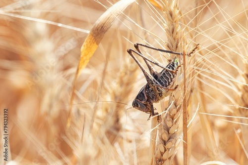 Locust on Wheat grain. Crop damage to whole grain harvest.
