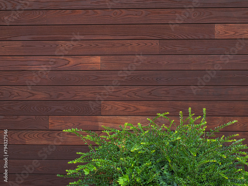 A wall with wooden boards and a boxwood bush, copy space