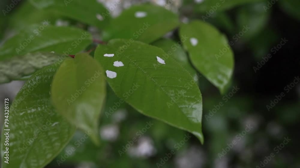 rain drops on a leaf rain drops on a leaf