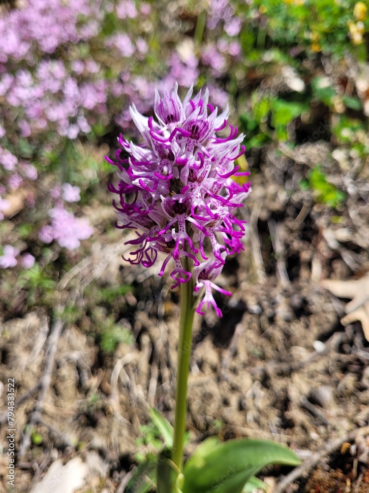 Orchis singe Orchis singe
