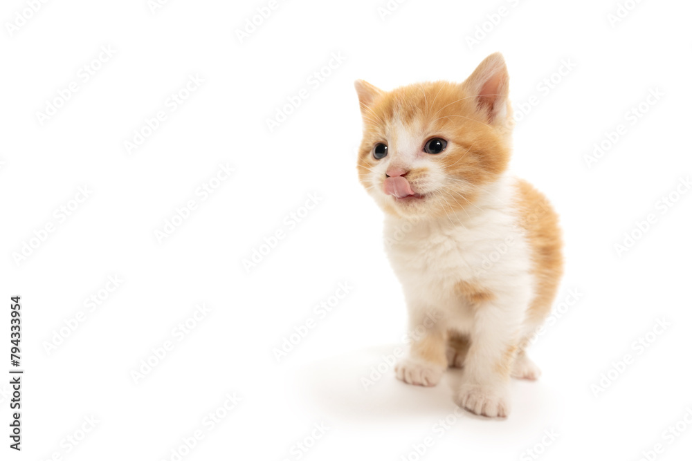 Cute yellow and white kitten sticking its tongue out