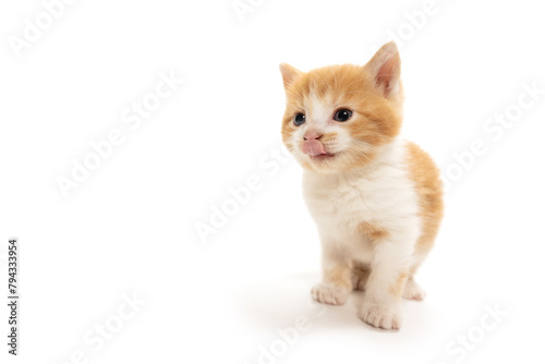 Cute yellow and white kitten sticking its tongue out