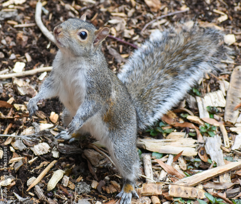 Obraz premium Gray Squirrel Standing on Mulch
