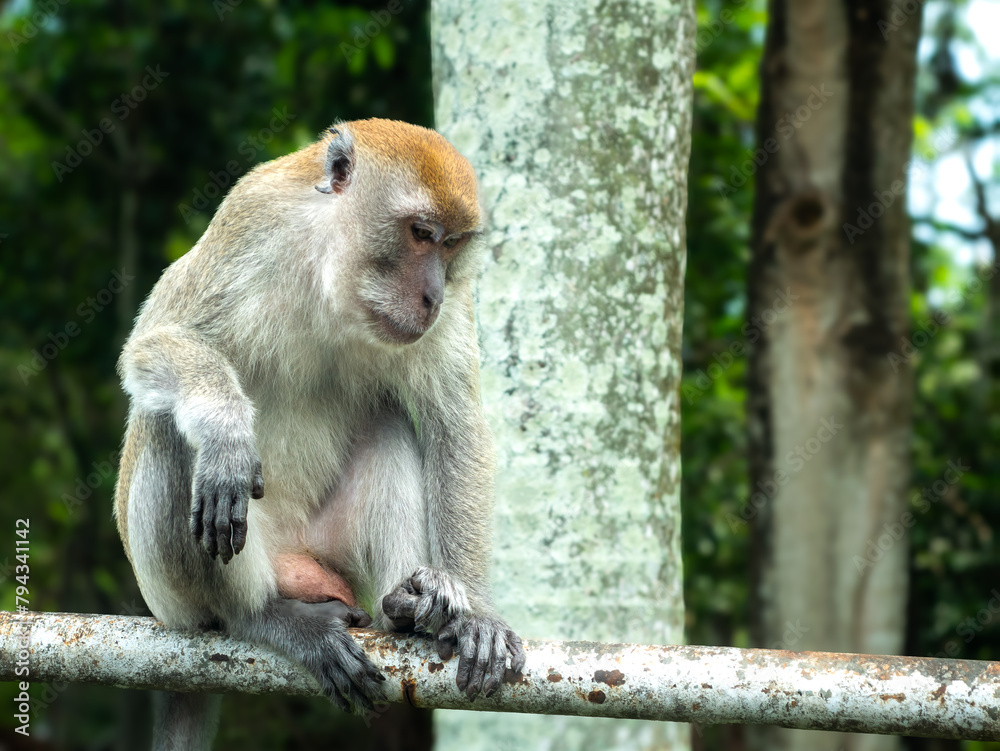Fototapeta premium a monkey sitting on a barricade with a relaxed and stylish reaction at a car stop surrounded by the forest where it lives