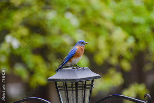 Blue Bird on Garden Solar Lamp