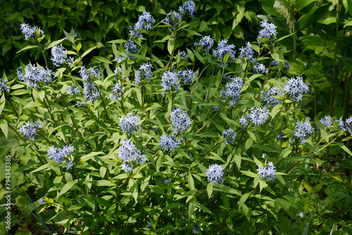 .Schmalblättriger Röhrenstern, Amosonia ciliata, Select photo