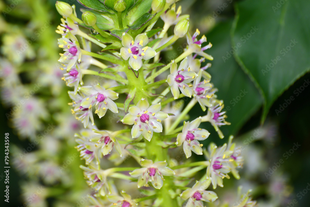 Ananaslilie,  Schopflilie,  Eucomis pallidiflora,  Blüte,  Blütenstand,  Einzelpflanze