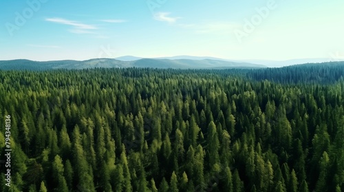 green pine forest aerial view in summer.
