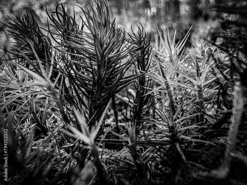 Grayscale Juniper Hair-Cap Moss Ground Level Forest Floor