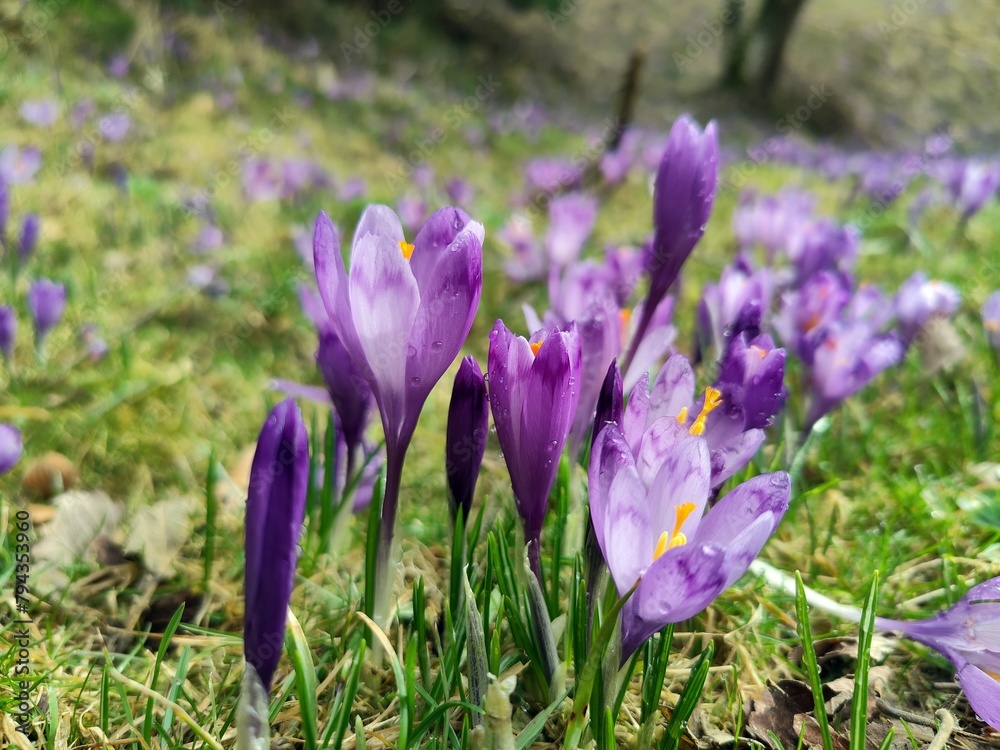 Purple crocus flowers in spring - mountain flora - mountains landscape Purple crocus flowers in spring - mountain flora - mountains landscape